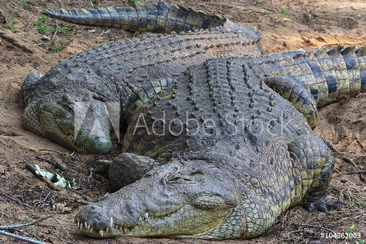 Picture of couple of crocodiles having a rest at kruger national park